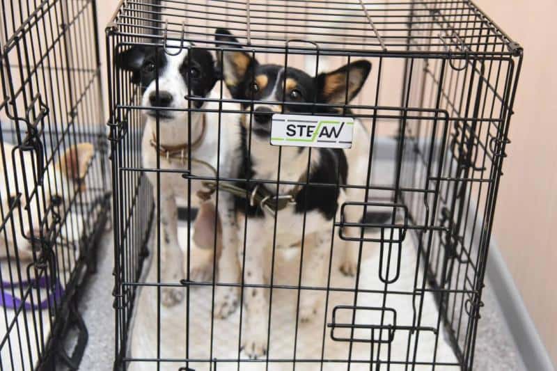 В Свердловской области открылся первый межмуниципальный приют для бездомных животных