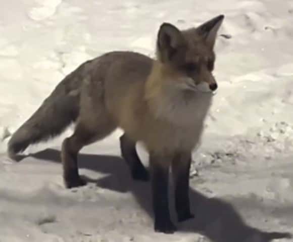 В Первоуральске увидели лисенка, бегающего по улицам города