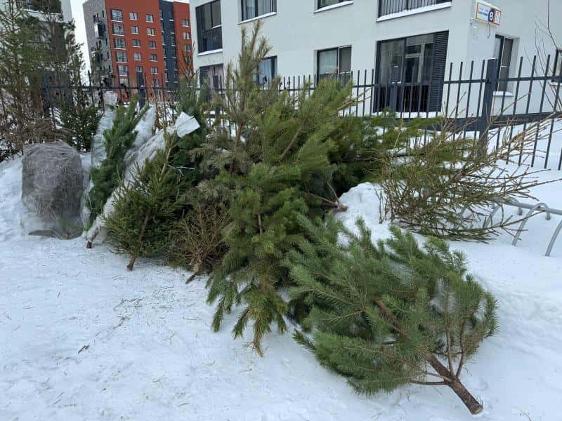 Свердловские эксперты рассказали, как правильно утилизировать новогоднюю ель