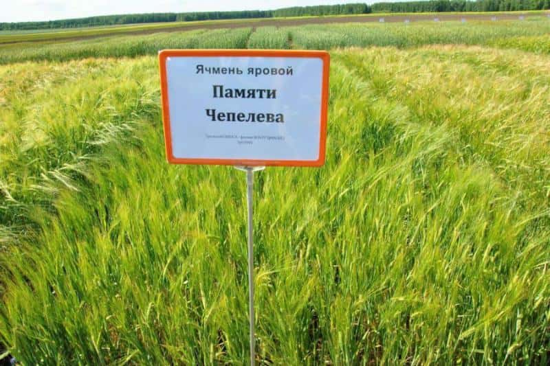 Свердловский сорт ячменя стал лидером по площади посевов в России