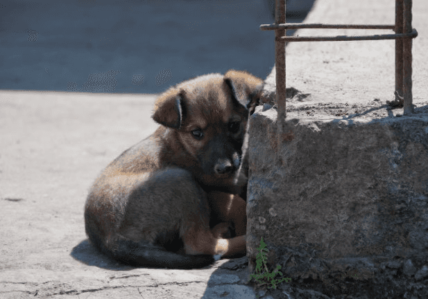 В Первоуральске заметили вещество, которое может быть опасно для собак 