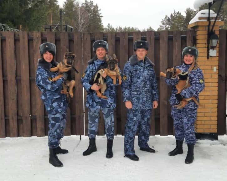 Щенки из первоуральского питомника ГУФСИН отправились на службу в Хабаровский край и Оренбург