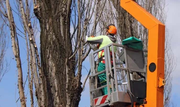 В Первоуральском МО кронируют более 800 деревьев 