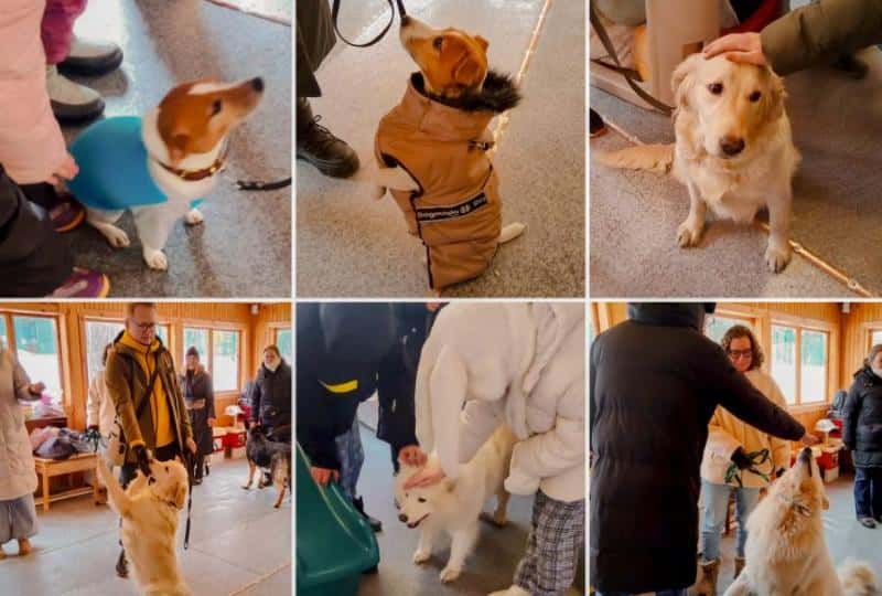 На Урале начали проводить занятия с собаками-терапевтами для лечения детей  