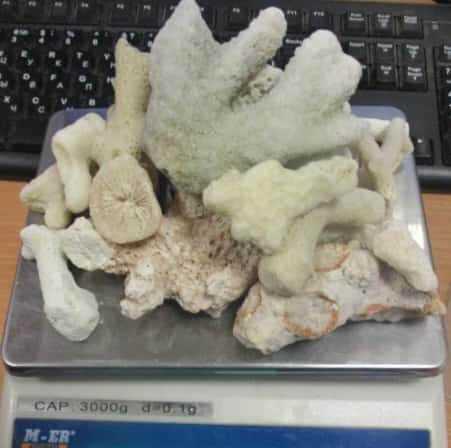 В Свердловской области таможенники изъяли у пассажирки из Дубая более сотни кораллов