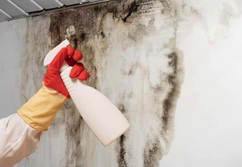 Профессор Пироговского университета рассказала, как предотвратить появление плесени в доме