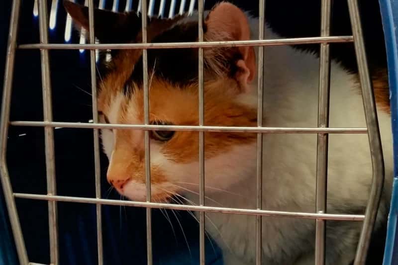 Готовность взять животное из приюта будут проверять с помощью теста: в России реализуют новую инициативу