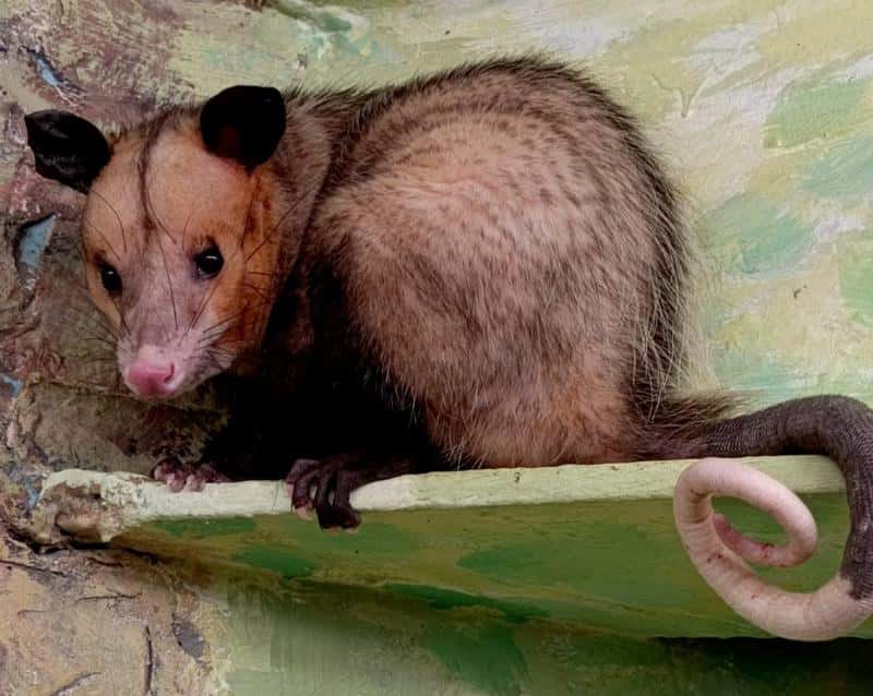 На Урал из Москвы привезли парочку южных опоссумов: Оззи и Хизер