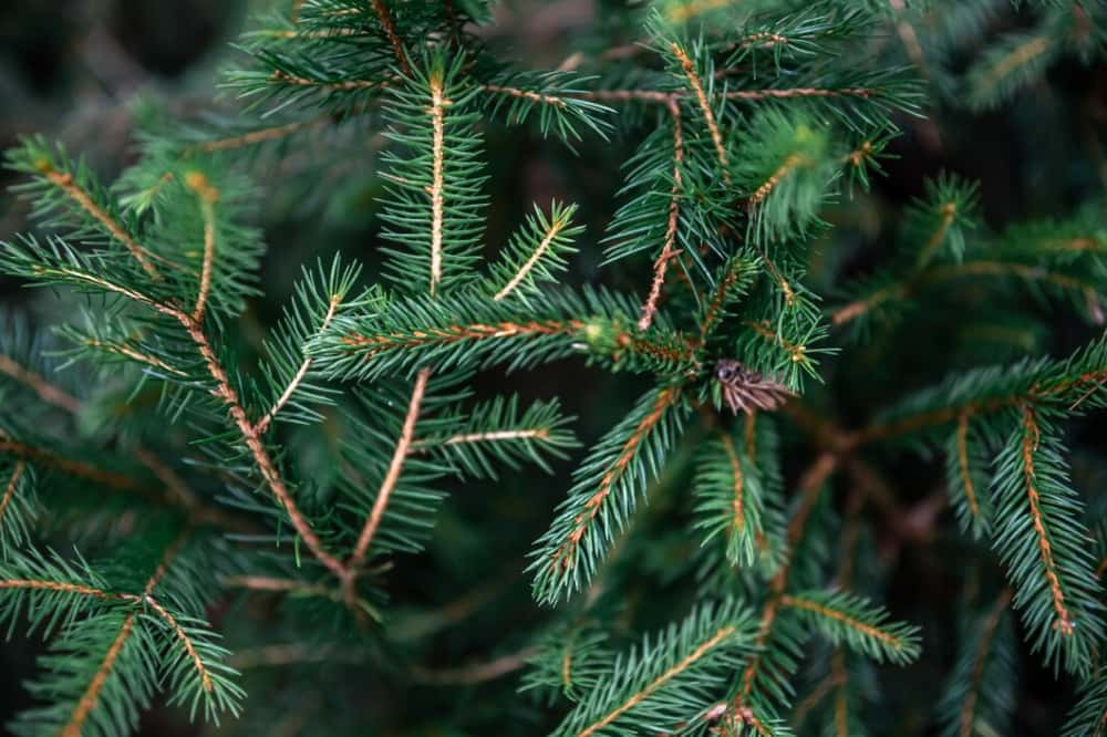 Виновник ДТП выплатит первоуральскому заводу материальный ущерб за наезд на голубую ель