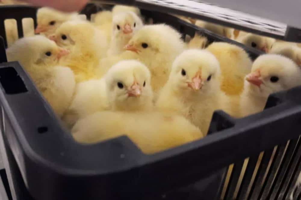 Уральские таможенники отправили 120 тысяч цыплят в Таджикистан