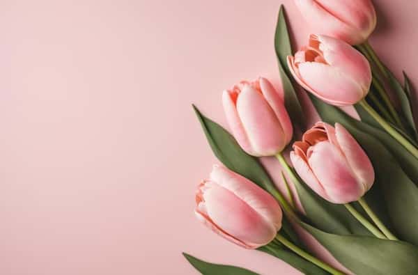 Эти цветы смертельно опасны для кошек: эксперт перечислил, какие растения лучше не держать в доме с питомцами