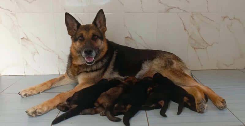 В первоуральском питомнике служебного собаководства произошел беби-бум: на свет появилось более 20 щенков