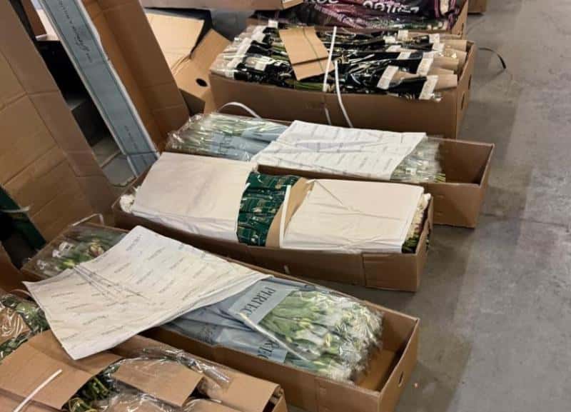 Специалисты Россельхознадзора обнаружили трипса в 160 тысячах срезов цветов