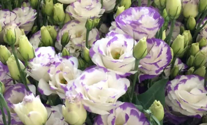 Опасный вредитель обнаружен в цветах из Китая: уральский Россельхознадзор уничтожил партию