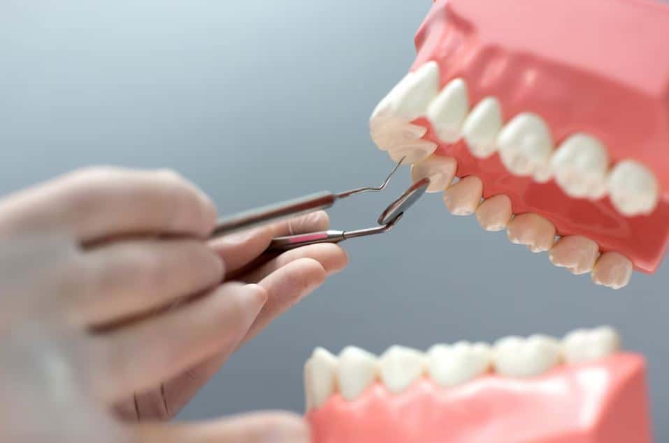 Про пломбы можно забыть: ученые стали выращивать человеческие зубы во рту свиней