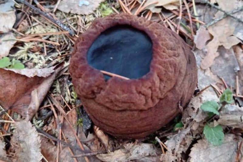 В Свердловской области местный житель обнаружил в лесу редкий гриб, занесенный в Красную книгу