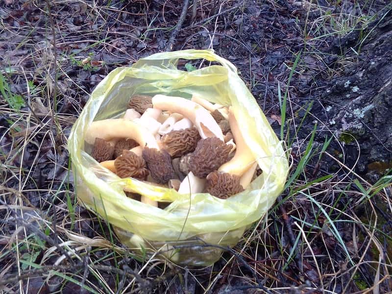 «Это будет сюрприз»: миколог рассказал, какие грибы можно встретить в уральских лесах и где их искать