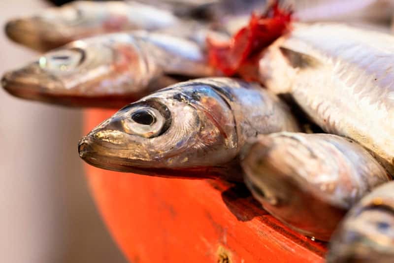 В какой рыбе больше всего глистов? Биолог рассказал, как распознать рыбу с паразитами и защититься от них