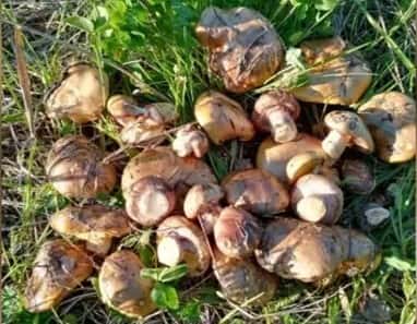 Жительница Первоуральского района обнаружила первые в этом году маслята