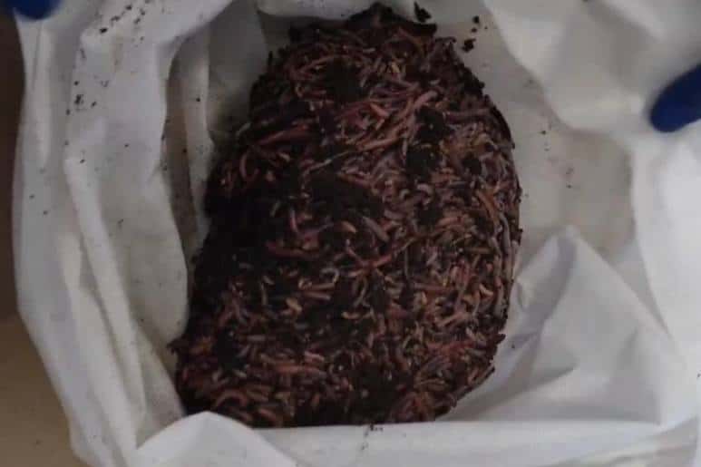 Из Свердловской области в ОАЭ отправили почти 400 килограммов живых дождевых червей