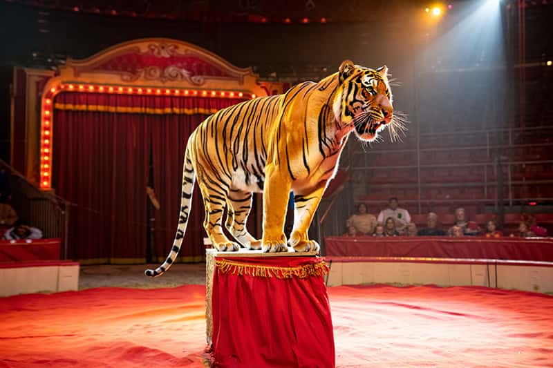 С 2026 года в России запретят покупать животных для цирка: в Госдуму внесли законопроект