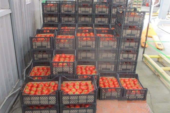 В Свердловской области таможенники выявили партию нелегальных томатов