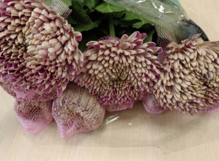 Опасный груз из Европы: на Урале в партии хризантем из Литвы нашли серьезную инфекцию  