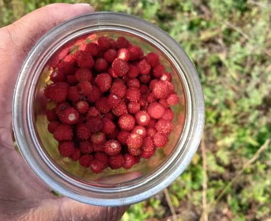 Свердловчане начали собирать первую землянику: местные жители рассказали, где искать самые спелые ягоды  