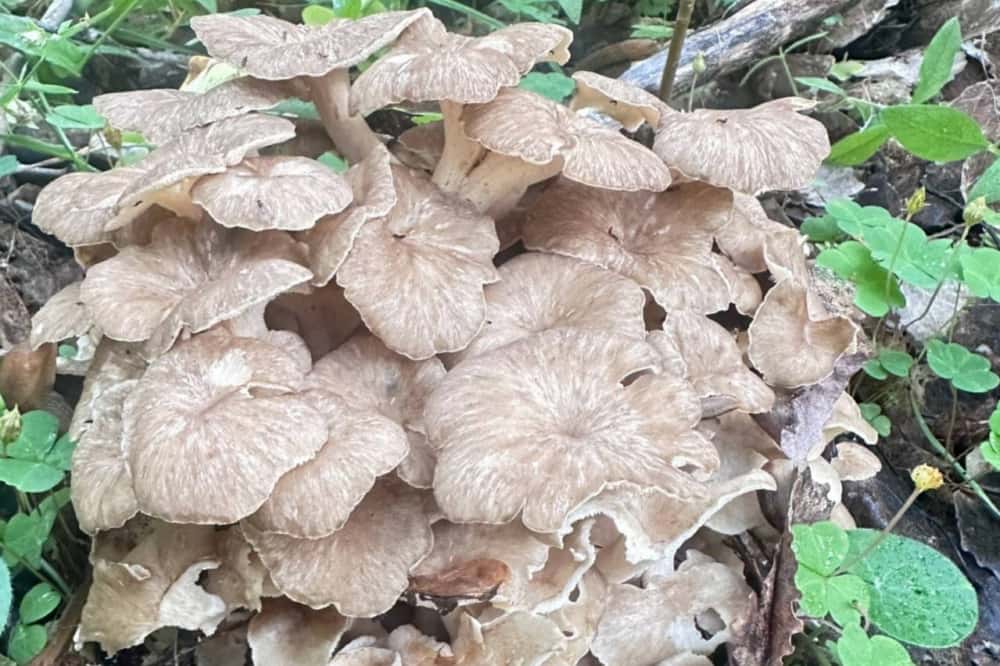 Грибники находят под Первоуральском все больше лисичек, также был замечен редкий краснокнижный гриб
