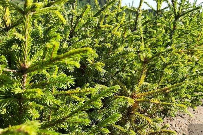 Свердловские леса ожили: за весну и лето на Урале восстановили 4,3 тысячи гектаров  