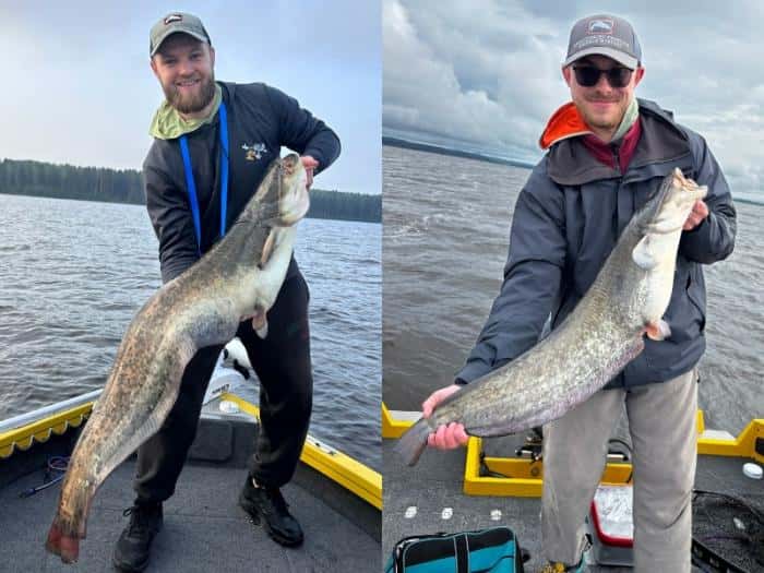 Свердловчане поймали гигантского сома в Пермском крае: рыба была размером с человека