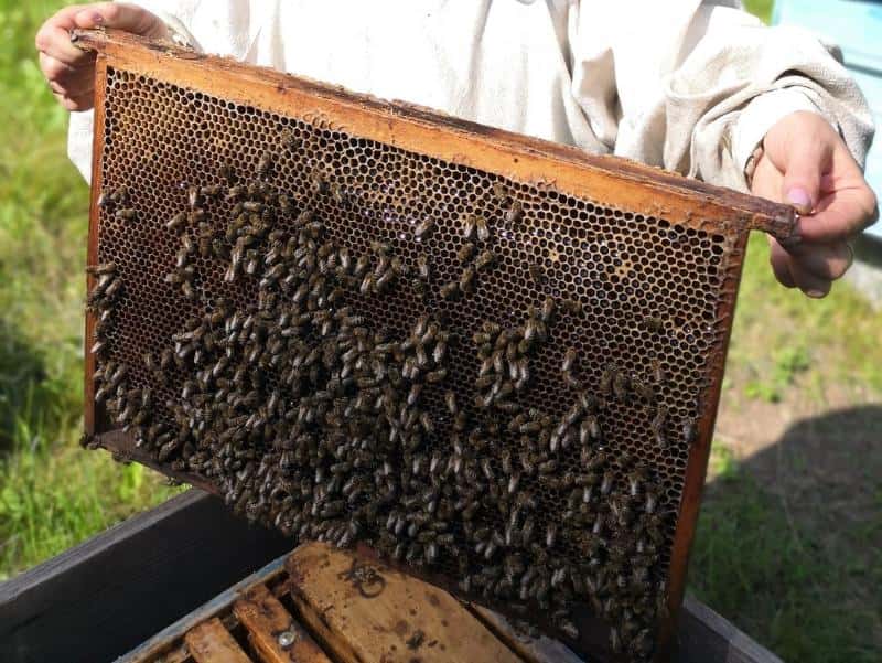 Свердловские таможенники оформили ввоз 130 миллионов пчел за один месяц  