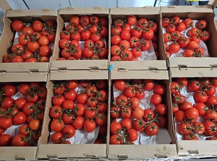 В Свердловской области предотвратили ввоз 18 тонн зараженных вирусом томатов