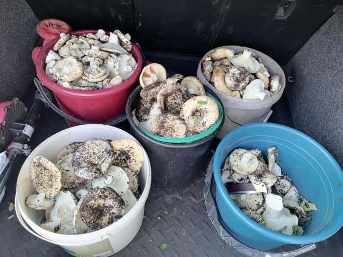 Грибной бум: в Свердловской области грибники собирают по восемь ведер за раз