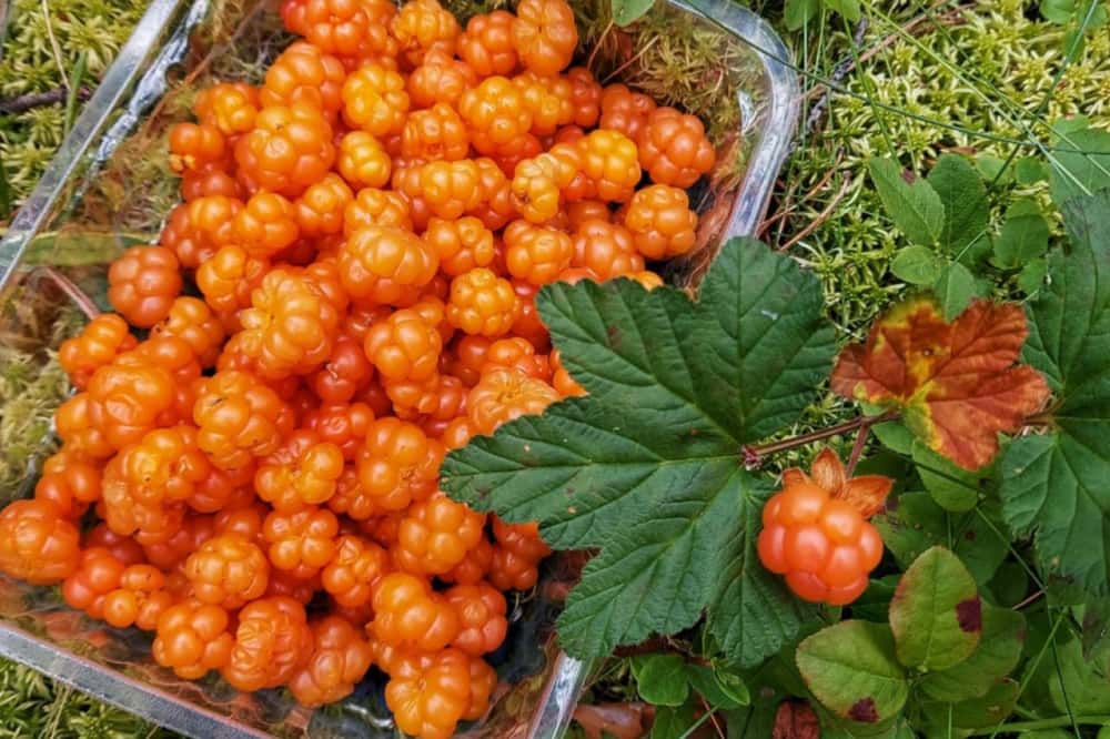 Под Первоуральском свердловчане заметили одну из самых дорогих ягод в России – морошку 