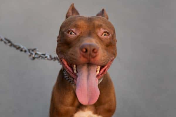 В Первоуральске большой пес, которого выгуливали дети, напал на мужчину с собакой