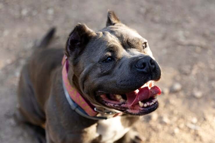 Подробности нападения стаффорда на первоуральца: у пострадавшего остались гематомы, прокушен палец