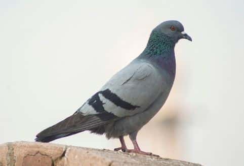 Штраф за кормление голубей: кому и за что грозит наказание