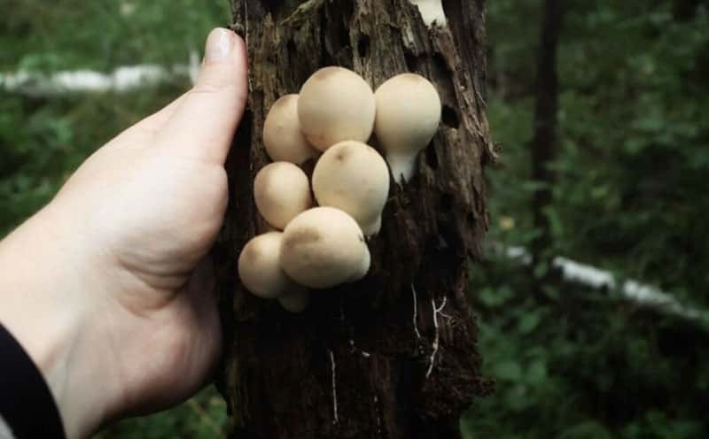 В лесах под Первоуральском обнаружили редкие виды грибов