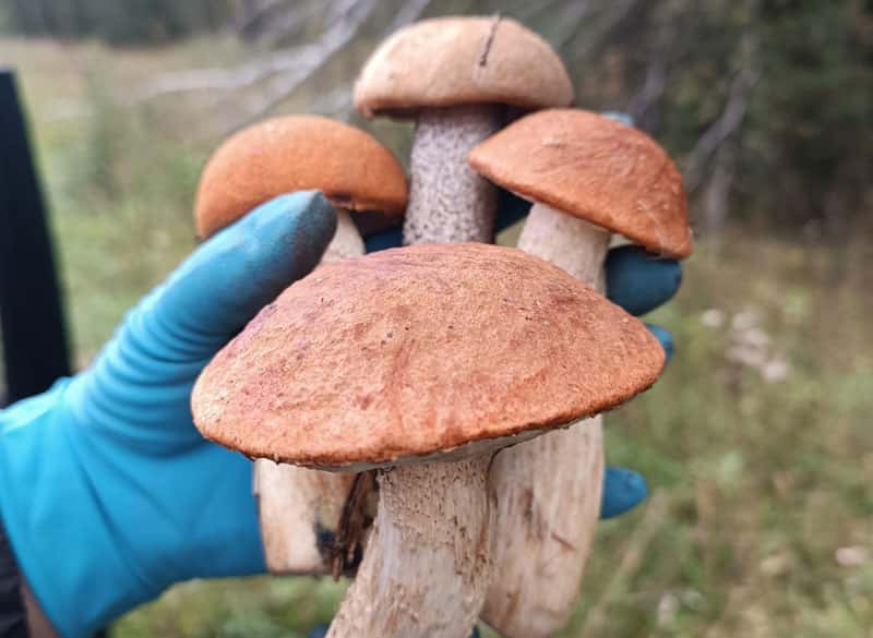 На Урале стартовал сезон опят: грибники делятся секретами удачного сбора