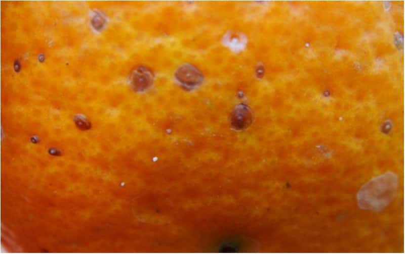 Опасная находка в апельсинах из ЮАР: что выявили эксперты Россельхознадзора в Екатеринбурге