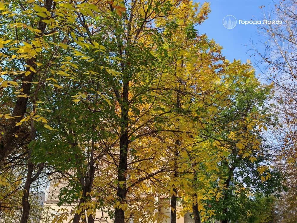 Последний тёплый день: в Свердловскую область пришли прощальные октябрьские +11 градусов