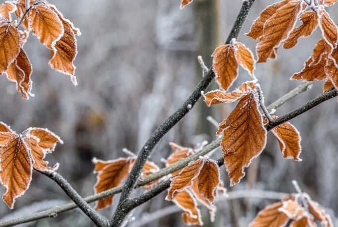 Морозы до -19° ударят по Свердловской области: синоптик рассказал, когда ждать снега и как долго продержатся холода