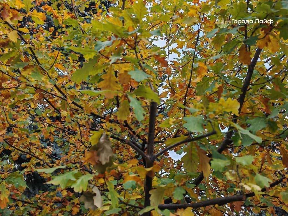 Погода 7 ноября: неожиданное потепление до +4 сменится дождём