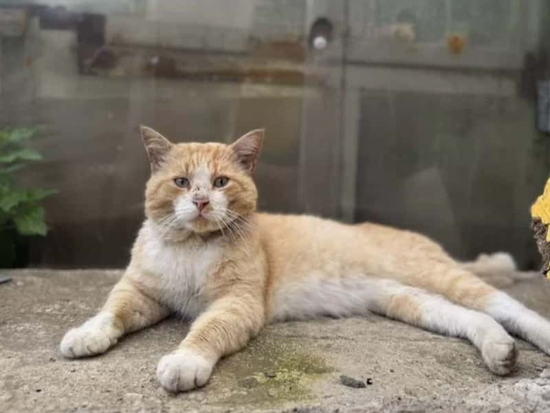 Жительница Екатеринбурга продает бездомного кота за 700 тысяч рублей