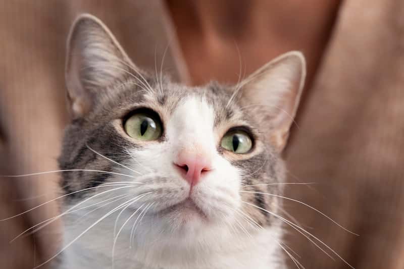 Два дня на 10-метровой высоте: в Первоуральске спасли кота, застрявшего на дереве