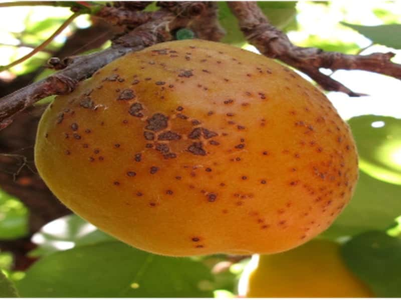 Хурма с вредителями в Свердловской области: что нашли в партии из Азербайджана