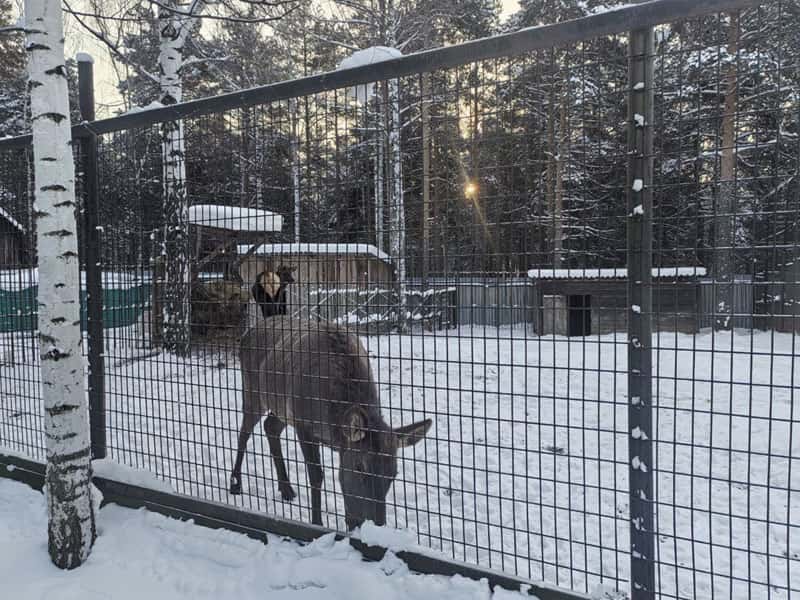 Россельхознадзор пришел с проверкой: что не так в зоопарке Первоуральска