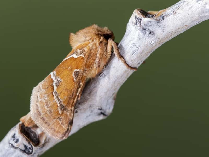 2,5 миллиона помощников: в Свердловскую область завезли полезных насекомых