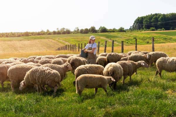 Цифра вместо бумаги: контроль за животными в Свердловской области станет электронным